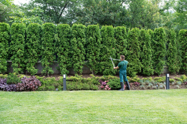 Tree and Shrub Care in Willmar, MN